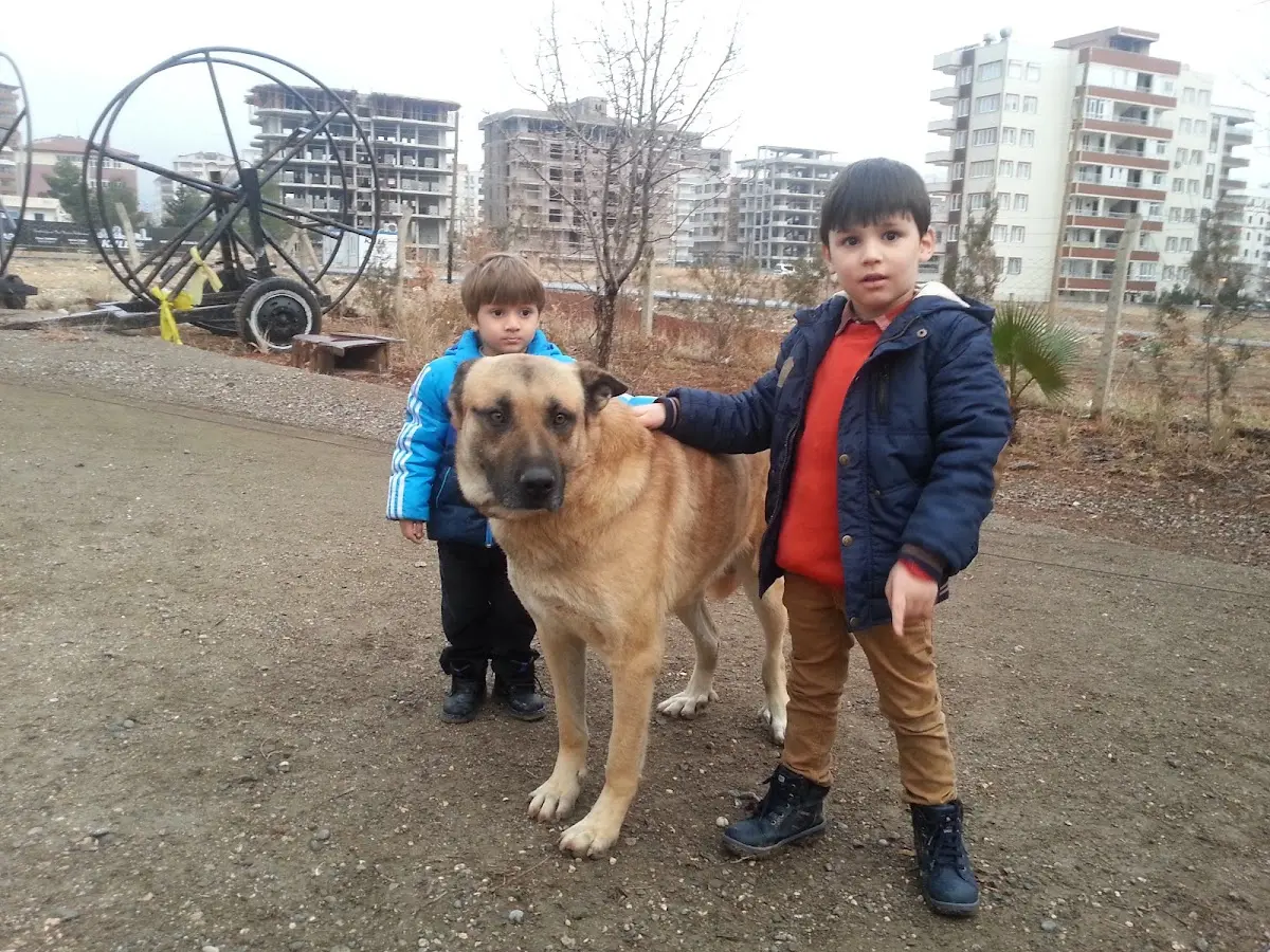 Haliliye Kyk Erkek Öğrenci Yurdu Cover