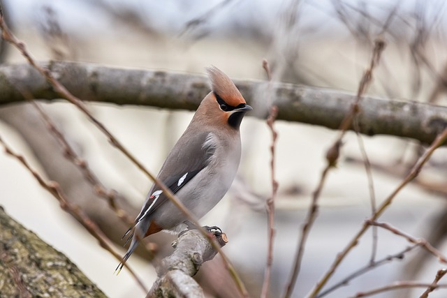 Orman Muhafaza Memuru